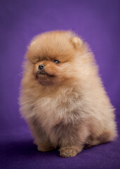 Cute little puppy sitting on a blue background. The breed of the dog is the Pomeranian