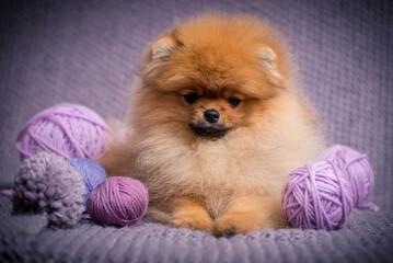 Cute red dog lies on a plaid next to the yarn. The breed of the dog is the Pomeranian