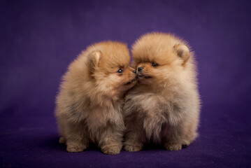 Two cute fluffy puppies get to know each other
