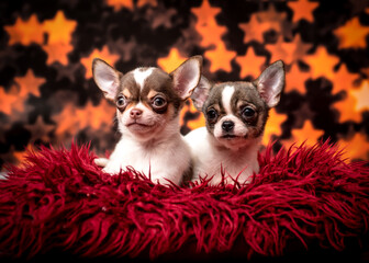 Two small dogs lie on a shaggy red pillow