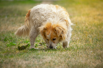 Cute small white dog sniffing in the grass