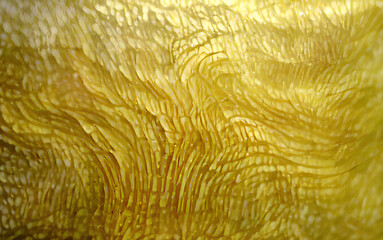 Digital illustration abstract background golden texture