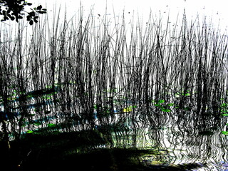 grass in the river