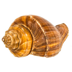 Sea shellfish isolated on white background