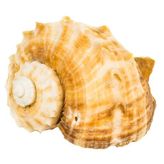 Sea shellfish isolated on white background