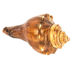 Sea shellfish isolated on white background