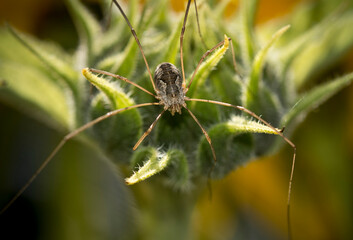 Harvestman spider