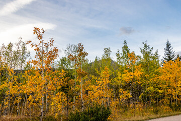 Trees turning colour in the park. Bow Valley Provincial Park, Alberta, Canada