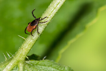 Closeup of castor bean tick climbing up a green stem. Ixodes ricinus. Wet parasitic insect with water drop on leg crawling on hairy leaf detail in blurry nature background. Diseases transmission risk.