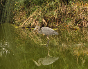 great blue heron