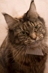 A cat with tassels on its ears is not a lynx, it's a Maine Coon.
