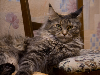 An adult Maine Coon cat of brindle color lies and rests on a chair.
