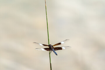 dragonfly on a grass