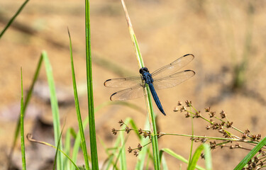 dragonfly on the grass during summer