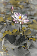Lake of Lotus flower in bloom