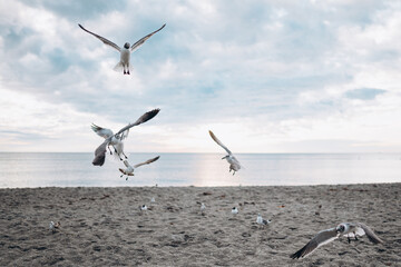 flying seagulls on the beach on sunset