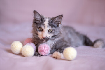 Fototapeta na wymiar beautiful little Maine Coon kitten plays with fluffy balls
