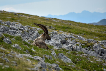 Alpine ibex (Capra ibex) in the wild on Kahlersberg in Berchtesgaden national park, Bavaria