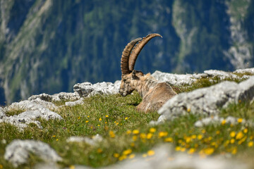 Alpine ibex (Capra ibex) in the wild on Kahlersberg in Berchtesgaden national park, Bavaria