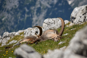 Alpine ibex (Capra ibex) in the wild on Kahlersberg in Berchtesgaden national park, Bavaria