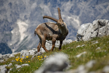 Alpine ibex (Capra ibex) in the wild on Kahlersberg in Berchtesgaden national park, Bavaria