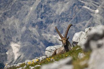 Alpine ibex (Capra ibex) in the wild on Kahlersberg in Berchtesgaden national park, Bavaria