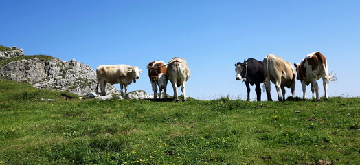 Naklejka na ściany i meble cows on a mountain
