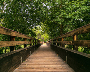 wooden bridge in the forest