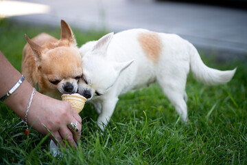 Dwa psy rasy chihuahua jedzą loda - obrazy, fototapety, plakaty