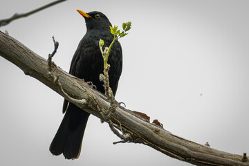 red winged blackbird