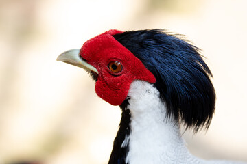Close up Beautiful Silver Pheasant bird , white, black and red face