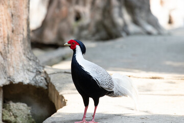 Close up Beautiful Silver Pheasant bird , white, black and red face