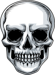 Premium skull vector stock illustration in white background