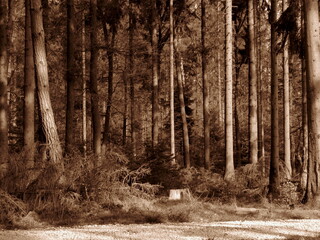 Naklejka premium tree