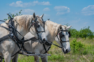 Horses on the Battlefield, Gettysburg National Military Park, Pennsylvania, USA