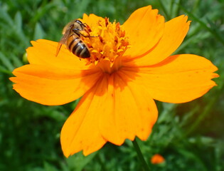 Costa Rica Pura Vida