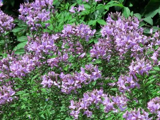 Obraz premium flowers in nature