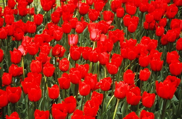 Obraz premium flowers in nature