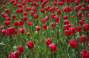 Fototapeta premium flowers in nature
