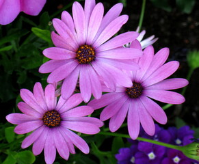 Obraz premium flowers in nature