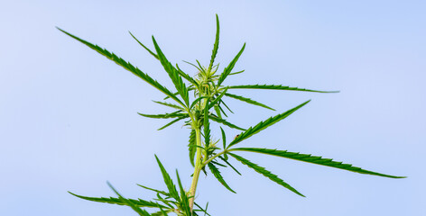 top of wild cannabis against the sky