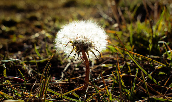 macro de semilla de diente de le&oacute;n entre pastos verdes con luz directa 