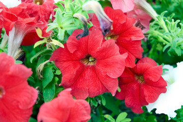 Colorful petunia flowers close up. Petunia plant with red flowers. Closeup Petunia flowers. Red Petunia flowers in the garden.
