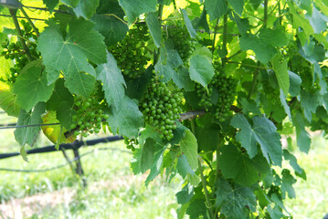 Clusters of ripening wine grapes in a Virginia vineyard in the suburbs of Leesburg. Close-up.