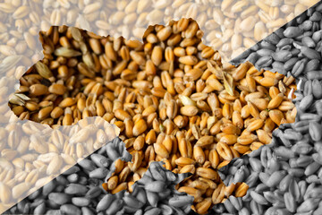 Defocus food crisis. Ukraine map. Global and European grain and wheat crisis in Ukraine. Export barley. Farming. Oats, barley, rye on ukrainian flag background. Wheat beer. Out of focus