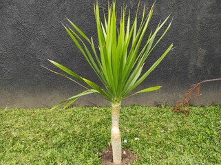 Dracaena Marginata Tricolor, hence the name.  It is an ornamental plant with long tapered leaves...