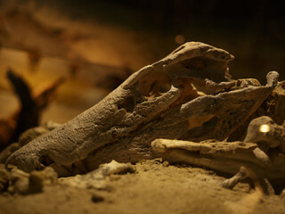 Fototapeta premium Dinosaur Museum in Peirópolis, a neighborhood in the city of Minas Gerais, common to the largest Argunic museums in the world 