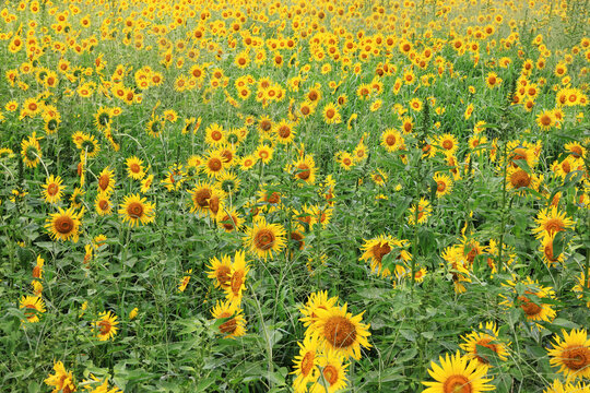 The Sunflowers　0006