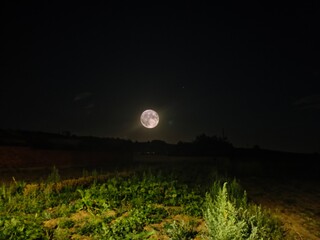 moon and tree