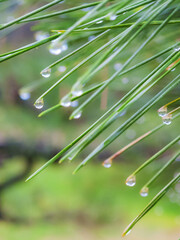 Dew drops on spiky green fronds